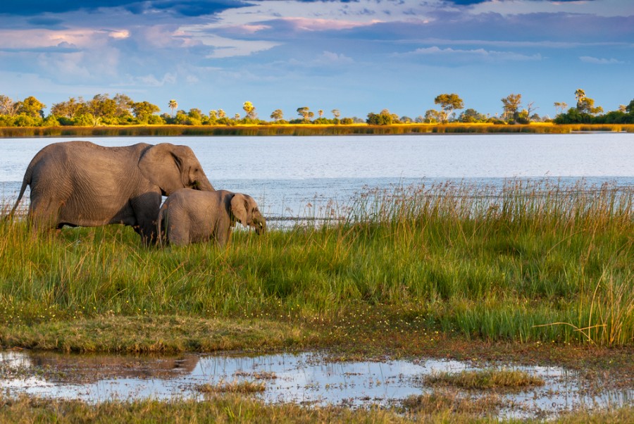 Pourquoi le delta de l'Okavango est-il incontournable ?