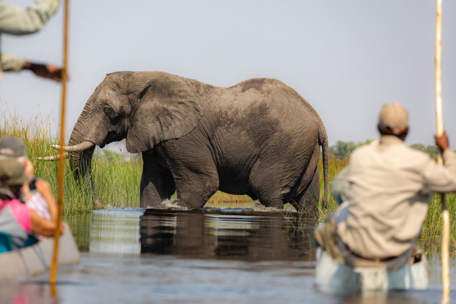 Quand partir dans l'Okavango ?