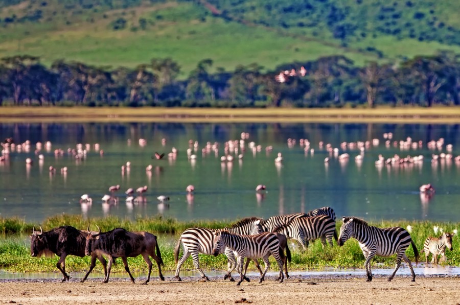 Quels sont les animaux sauvages que l’on peut observer lors d’un safari dans l’Okavango Delta ?