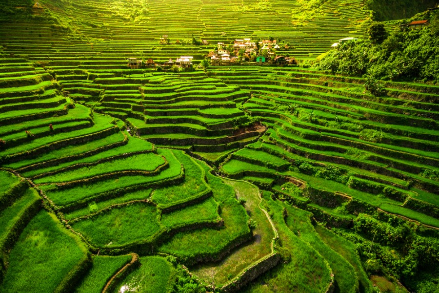 Banaue : Partir à la découverte des fameuses rizières des Philippines