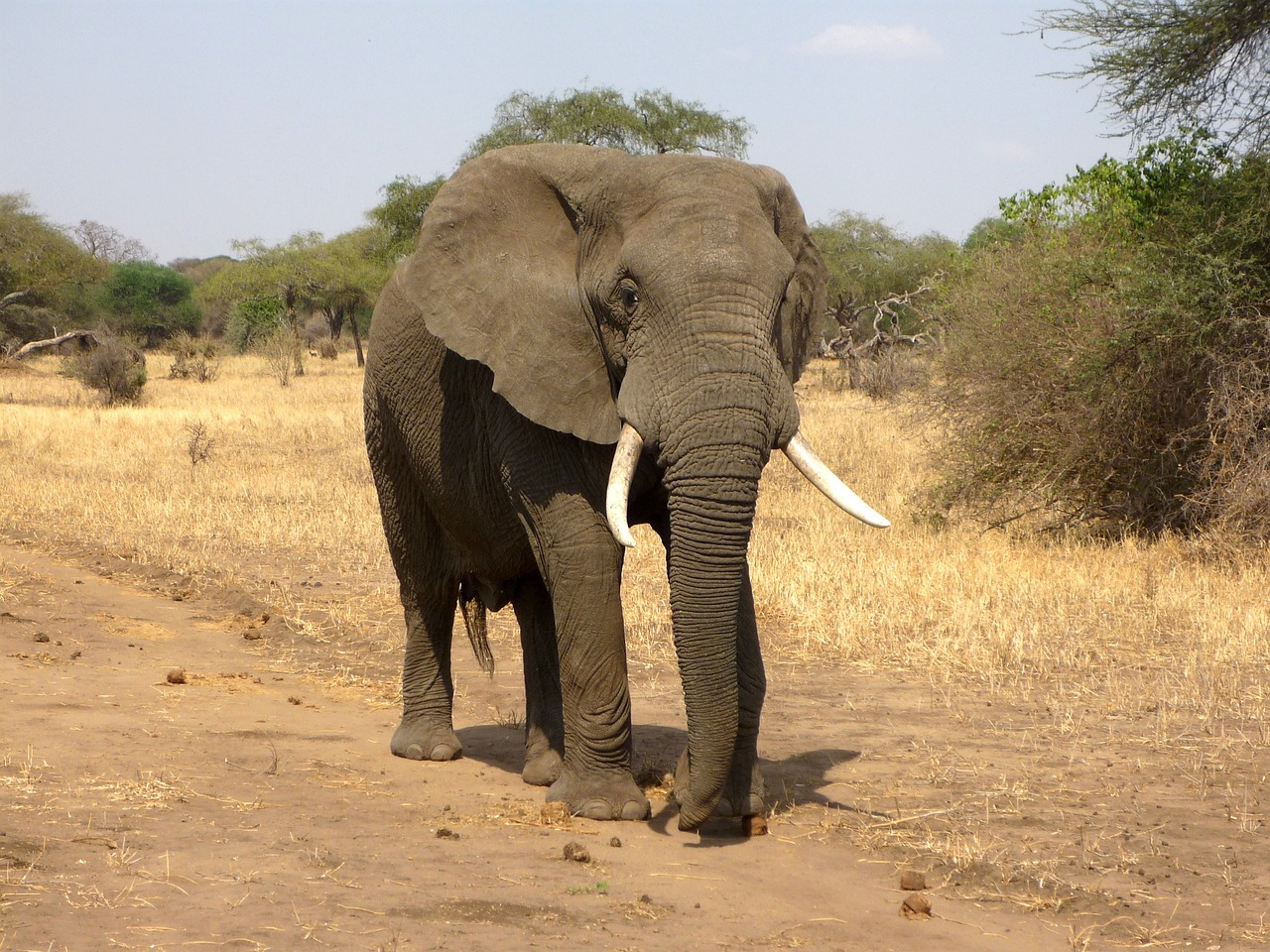 Découverte de l'Okavango : un safari inoubliable