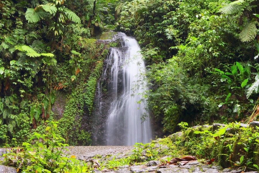 Parcourir les Gorges de la Falaise en Martinique