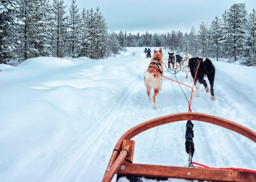 Faire du chien de traîneau dans le Jura pour bien commencer l'année